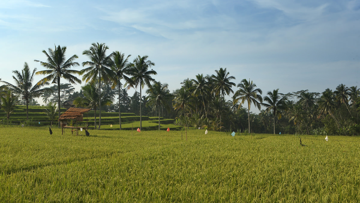 Alila Ubud | Bali Destination Wedding Venues & Packages | My Overseas ...